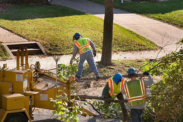 Best Arborist Consultation Services  in York, NE