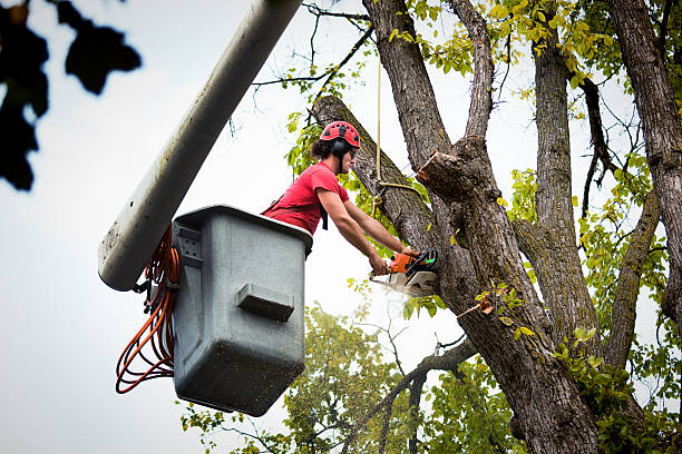 Best Tree Preservation Services  in York, NE